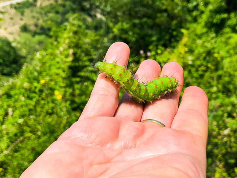 Balkan-2019-07-25-Kukes-Lure_021