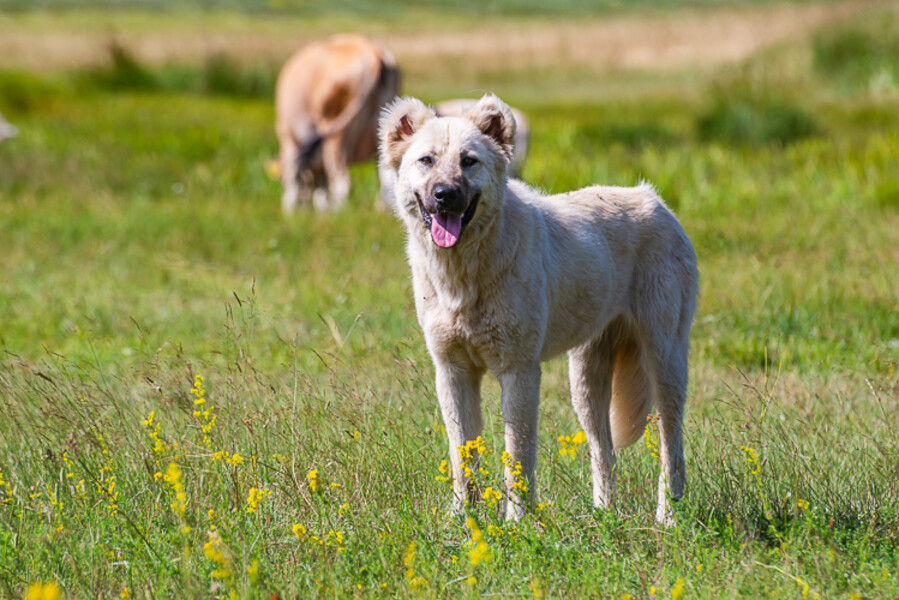 Balkan-2019-07-25-Kukes-Lure_074