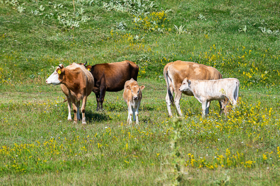 Balkan-2019-07-25-Kukes-Lure_081