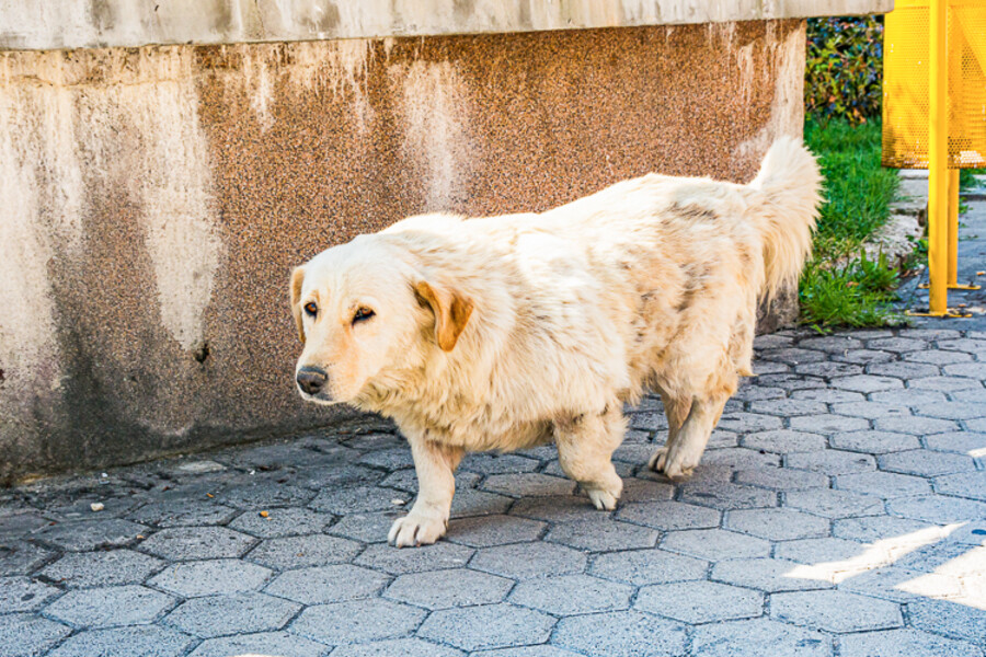 Balkan-2019-07-17-Jajce-Plocari_005