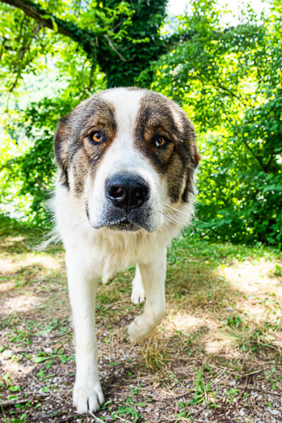 Balkan-2019-07-19-Boracko-Pivsko-jezero_052