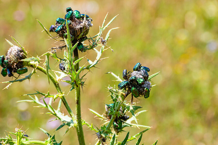 Balkan-2019-07-20-Pivsko-jezero-Vrazje-jezero_023