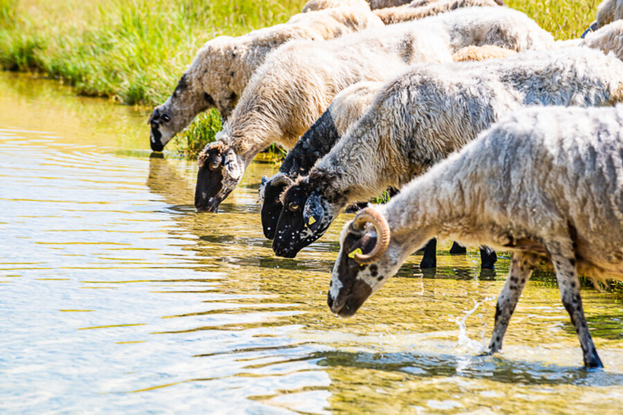 Balkan-2019-07-21-Vrazje-jezero-Plav_039