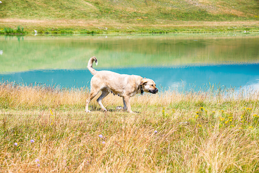 Balkan-2019-07-21-Vrazje-jezero-Plav_087