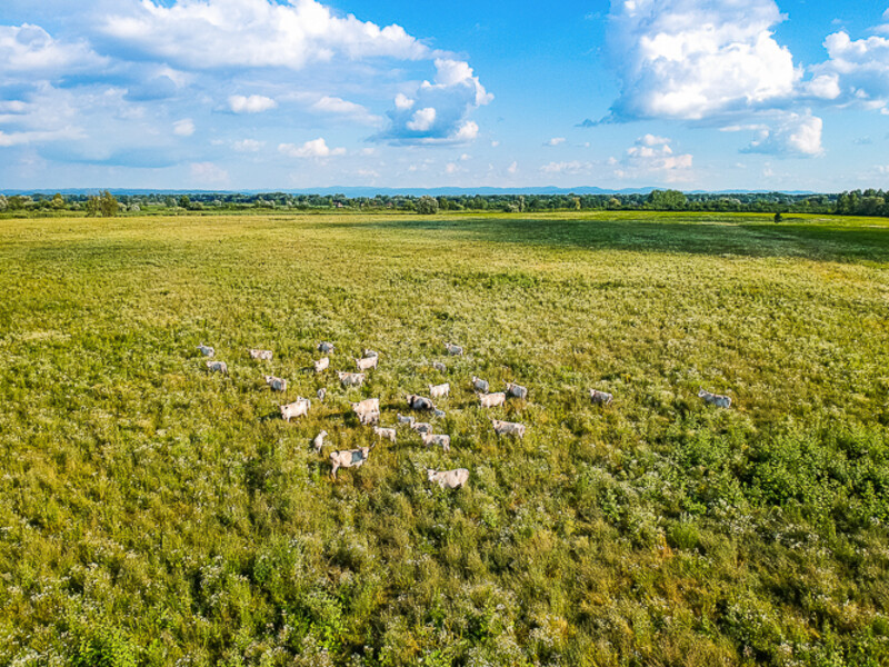 Balkan-2019-07-14-Gyenesdias-Mrakovica_099