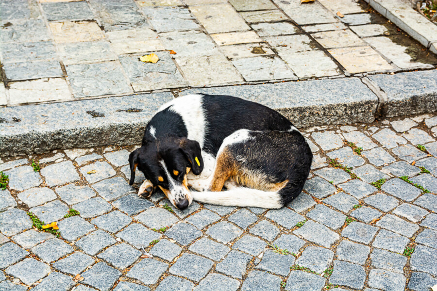 Balkan-2019-07-29-Prizren-Rozaje_097