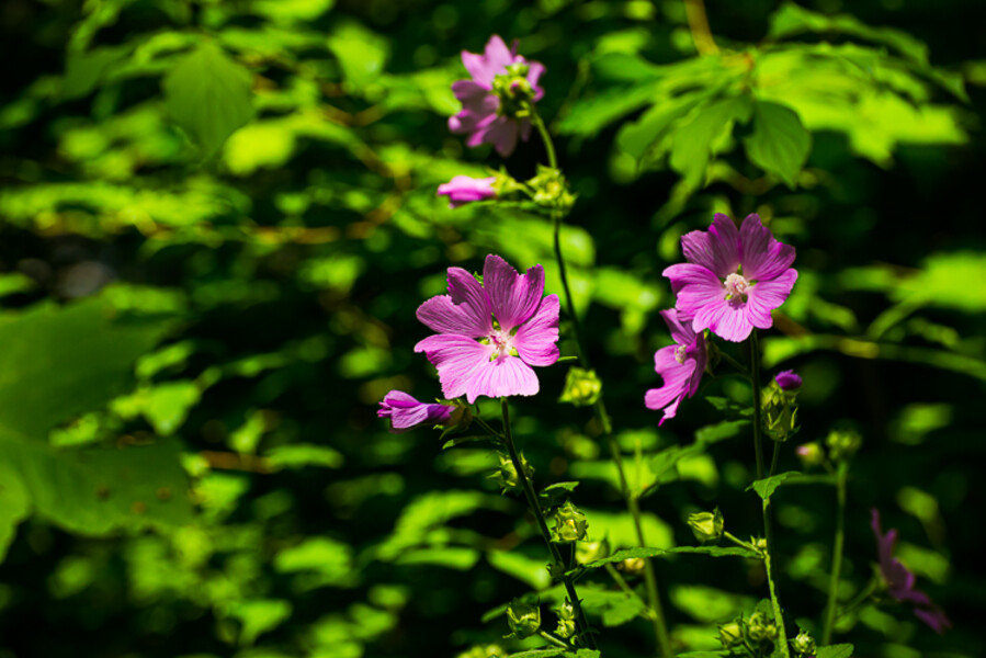 Balkan-2019-07-16-Jajce_077
