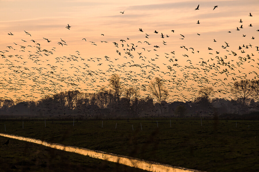 Drochtersen