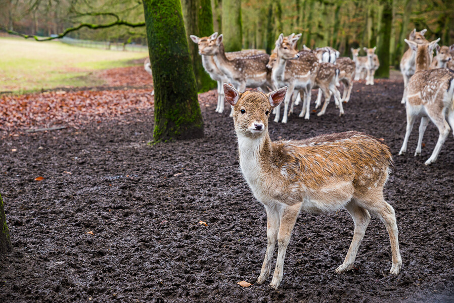 Zeist