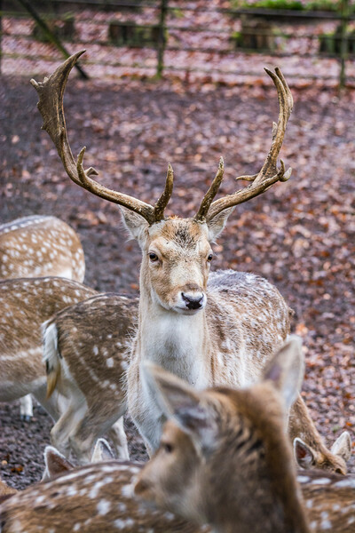 Zeist