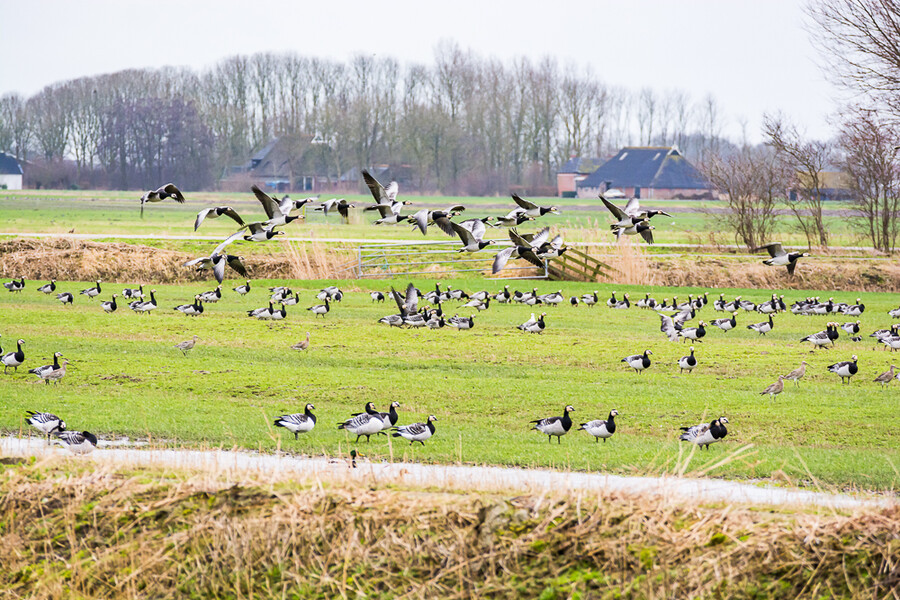 Holandsko_2020-01-03--11-_496