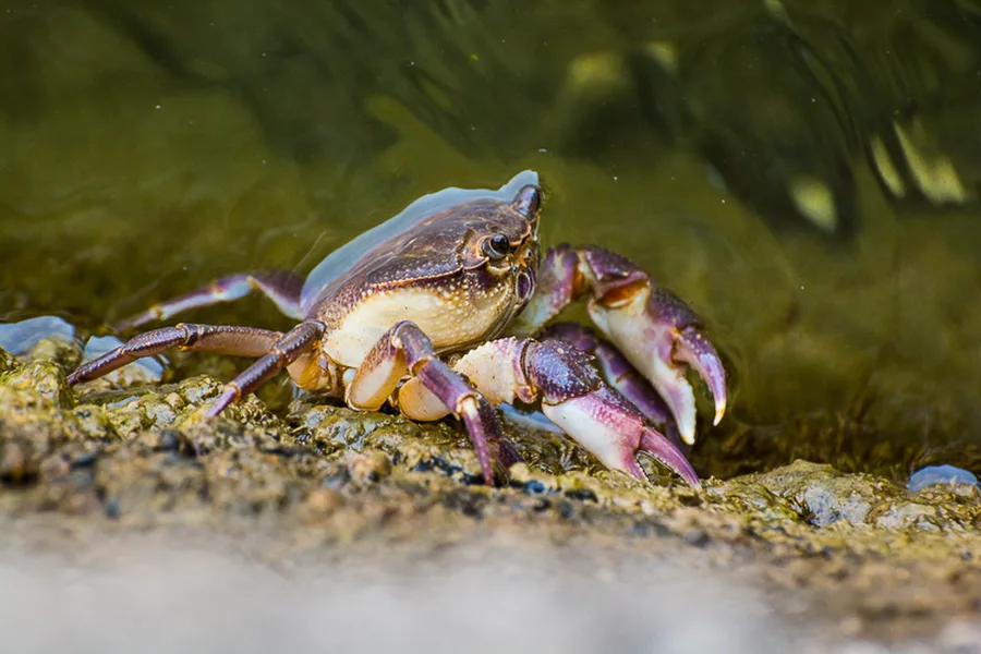 Ohridské jezero