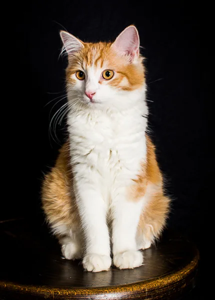 Simon