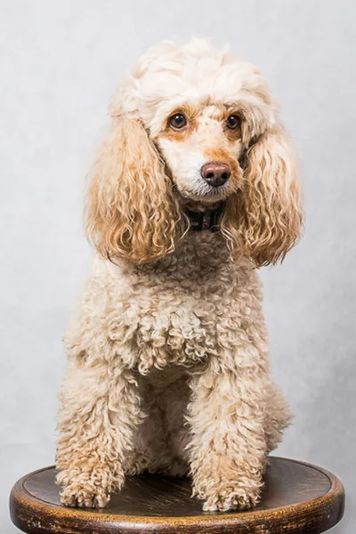 Maggie