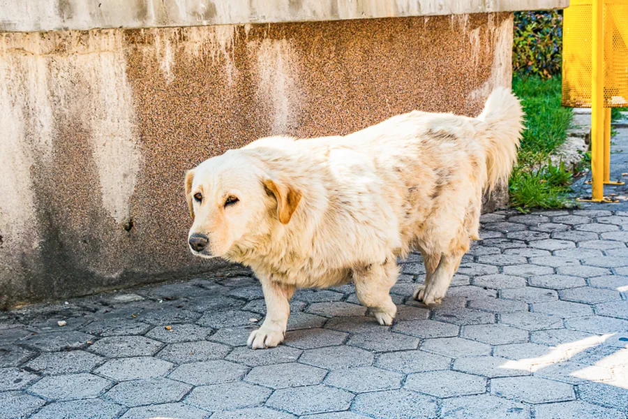 Balkan-2019-07-17-Jajce-Plocari_005