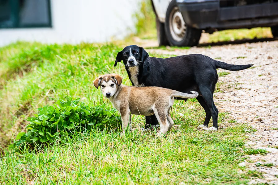 Balkan-2019-07-20-Pivsko-jezero-Vrazje-jezero_155