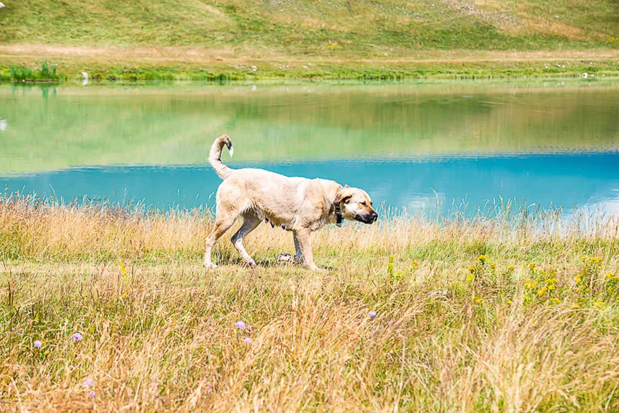 Balkan-2019-07-21-Vrazje-jezero-Plav_087
