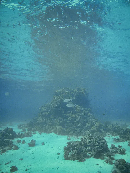 Dahab