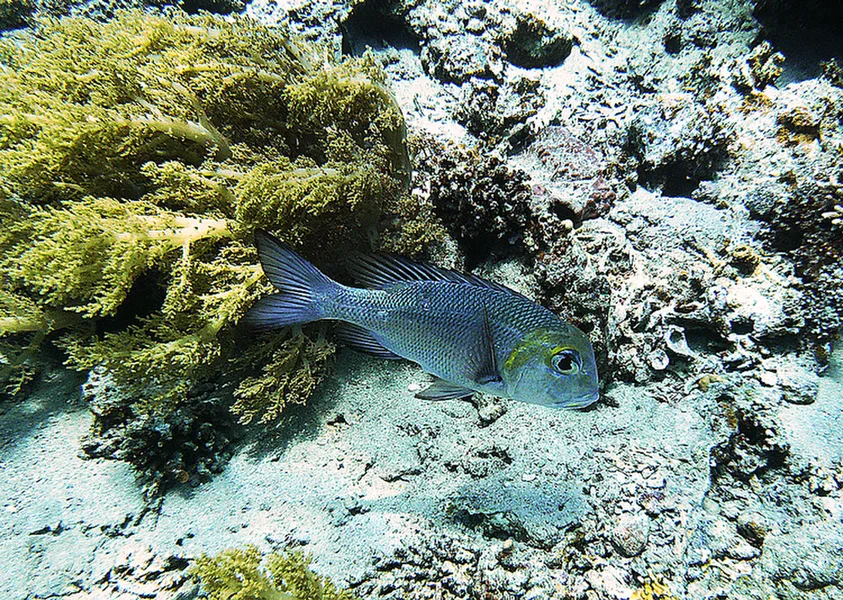 Dahab
