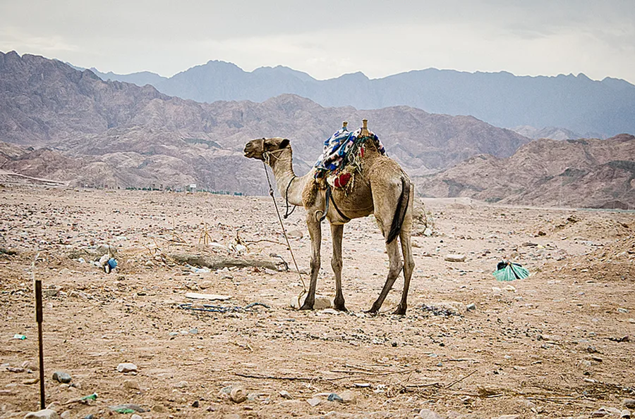Dahab