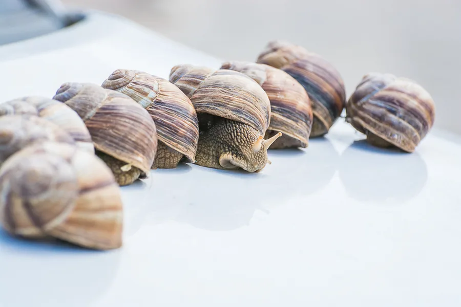 Hattusa