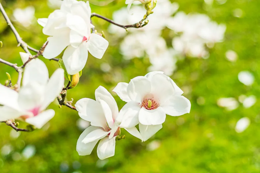 MNO_0527