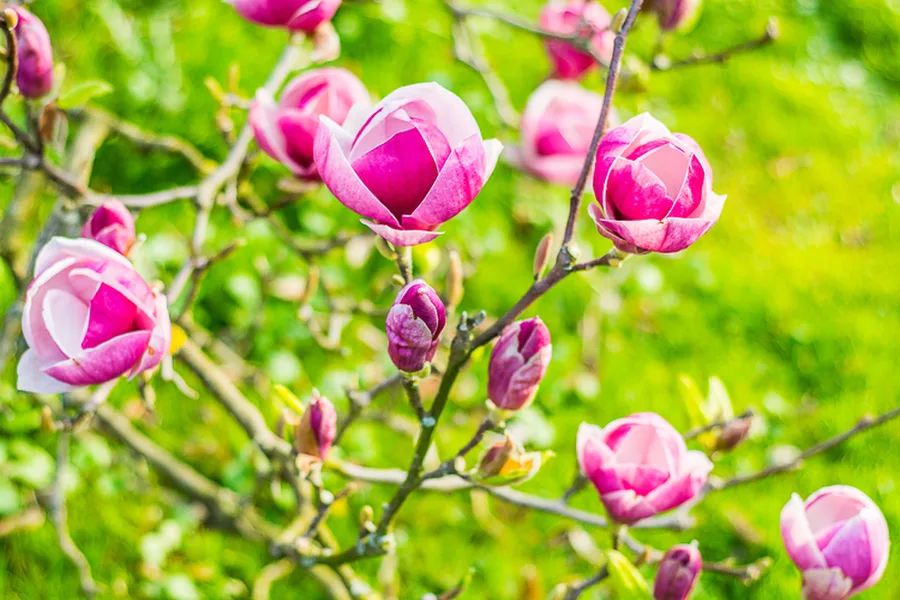 MNO_0535