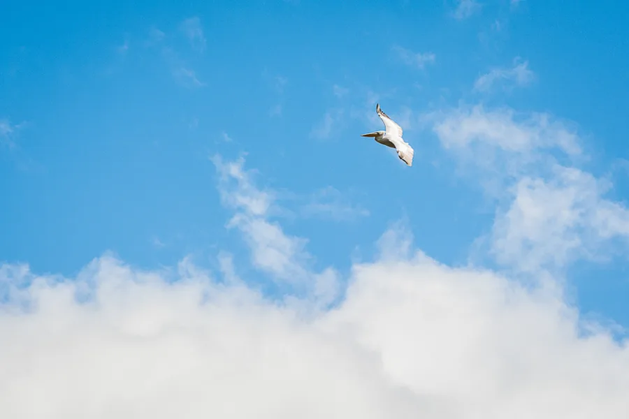 Pelecanus crispus