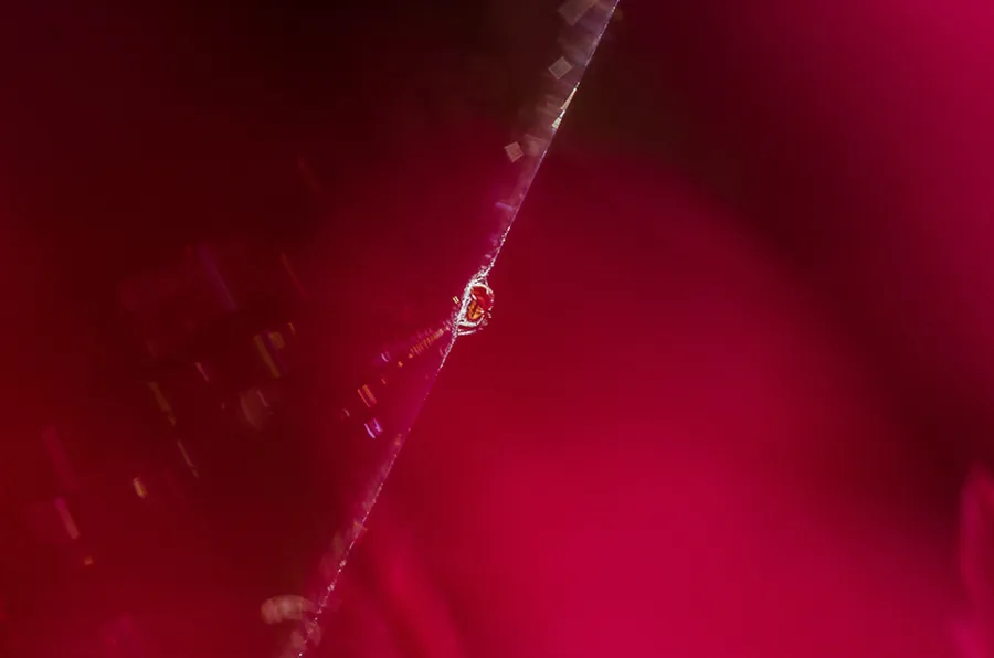 IRA_0171
