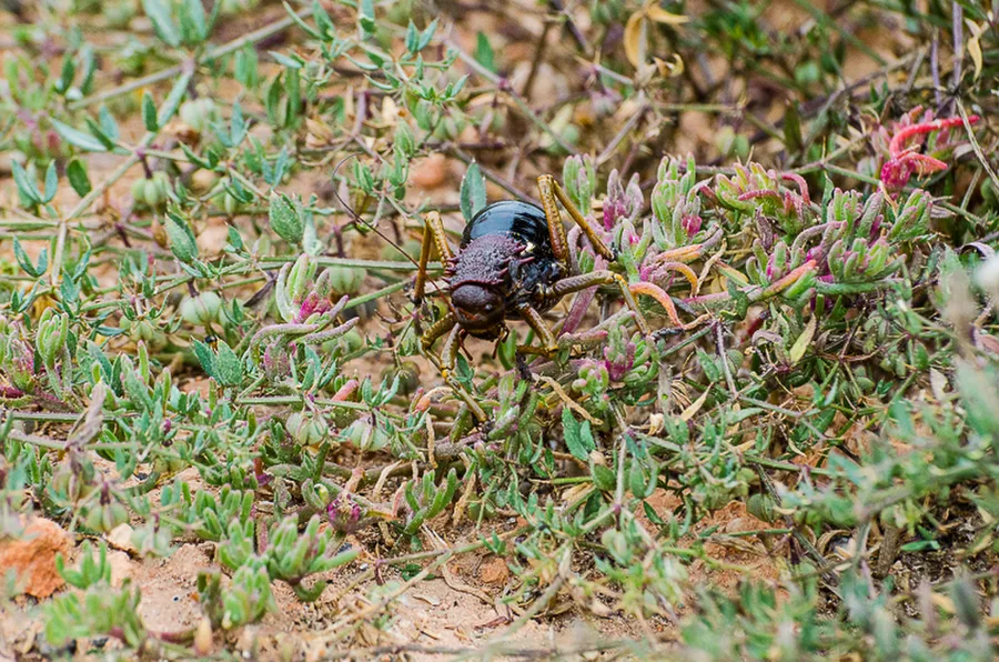 Eugastus Guyoni