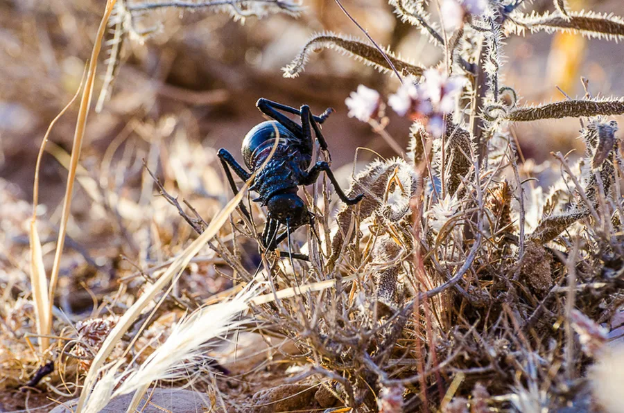 Eugastus Guyoni