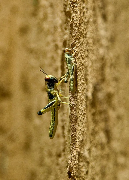 ZOO Praha