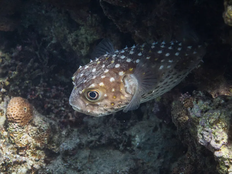 Aqaba - King\\&amp;#039;s Abdullah Reef