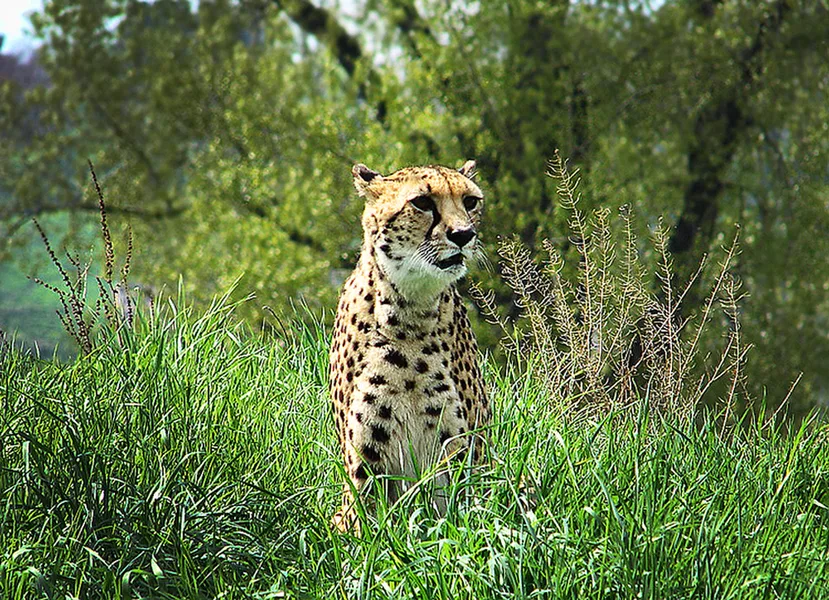 cat