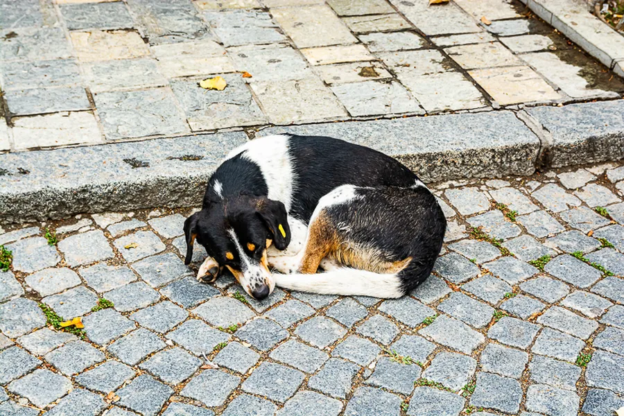 Balkan-2019-07-29-Prizren-Rozaje_097