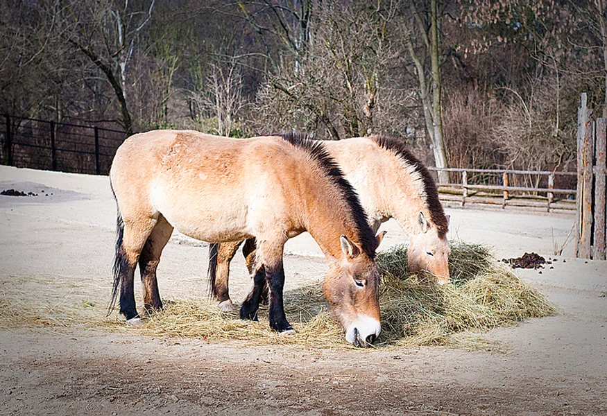 _DSC5732
