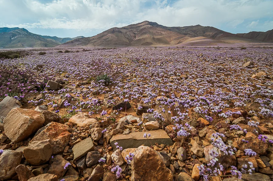 Taghjijt