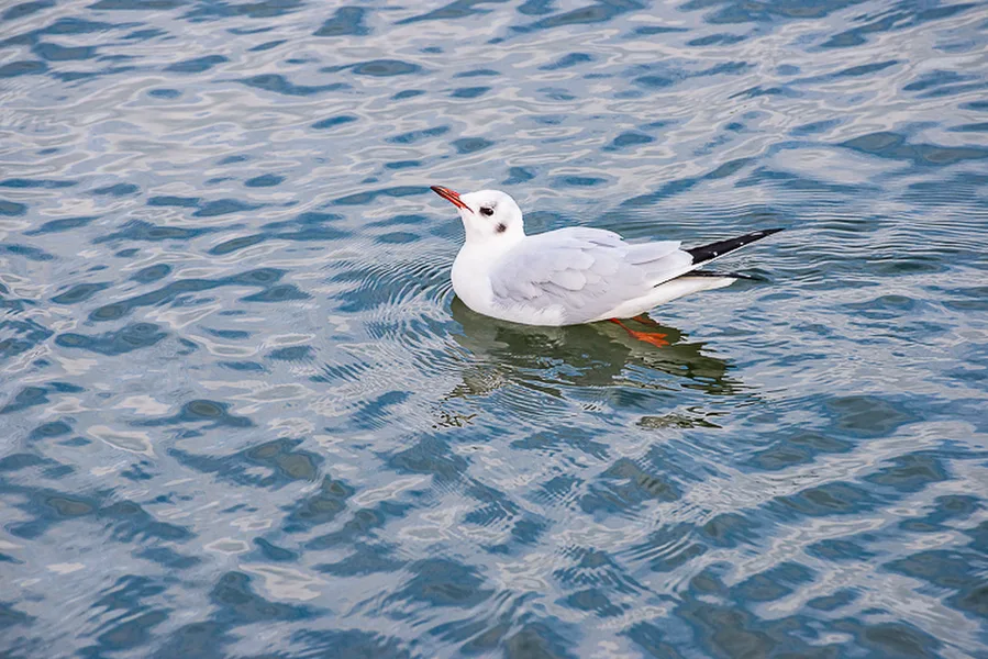 Cuxhaven