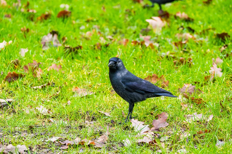 Zeist