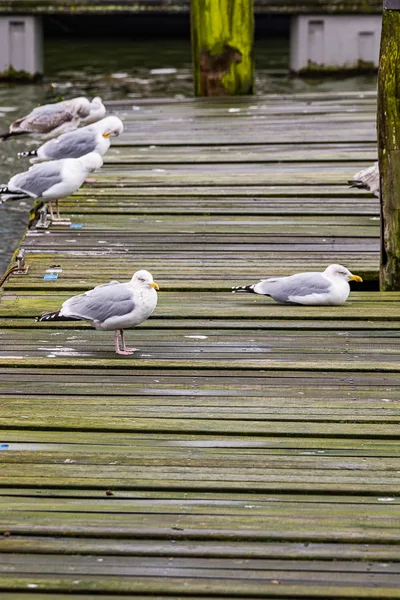 Harlingen