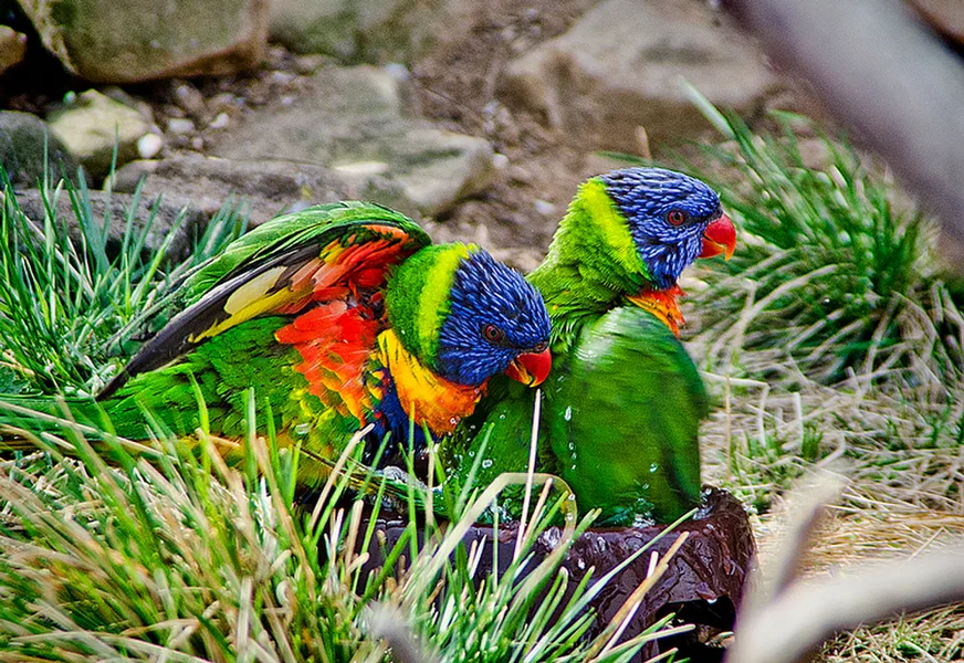 Zoo Praha
