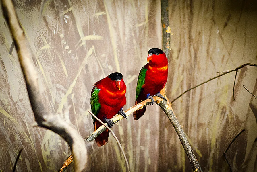Zoo Praha