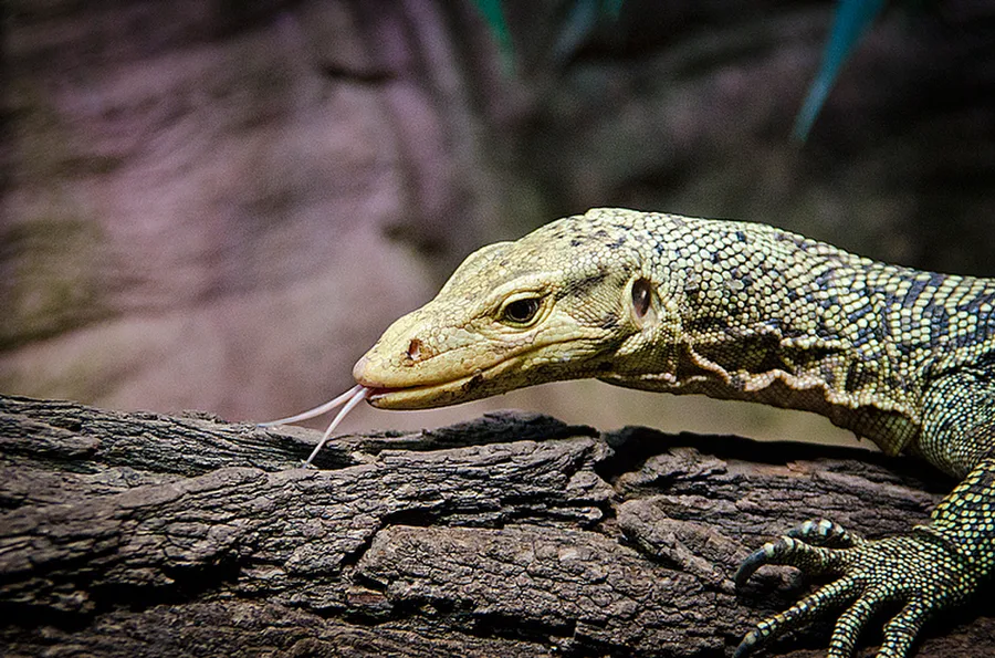 Zoo Praha