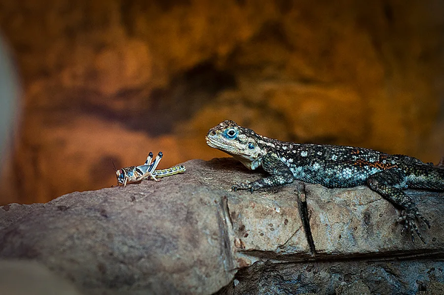 Zoo Praha