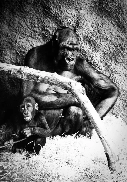 _DSC5795bw