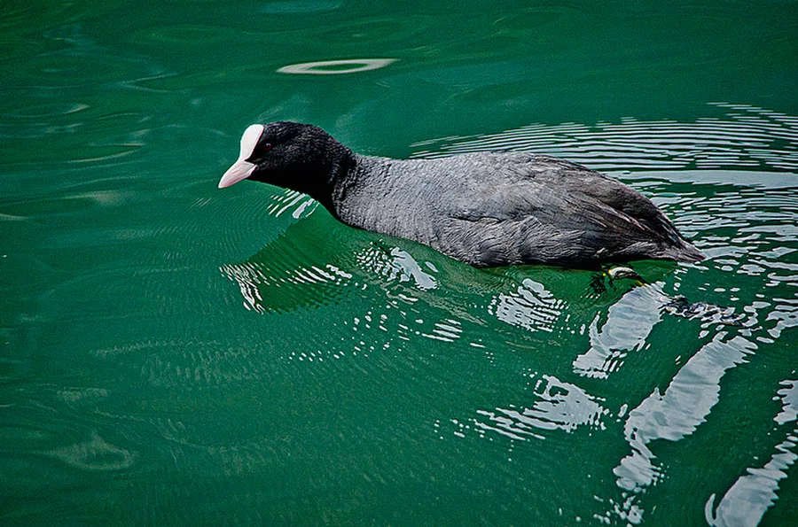 Riva del Garda