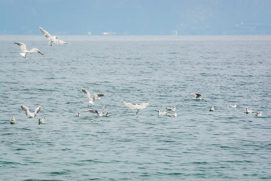 Ohridské jezero
