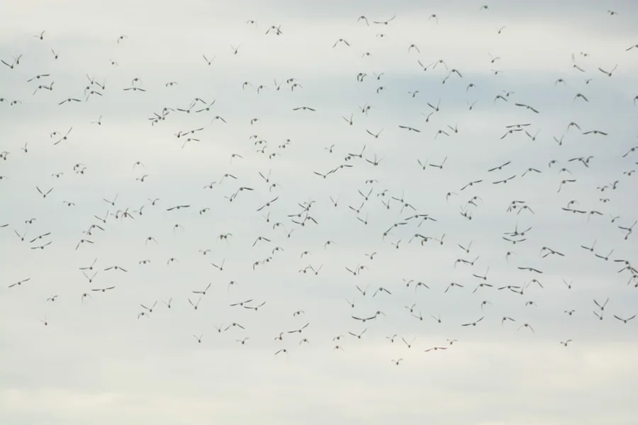 Arcachon