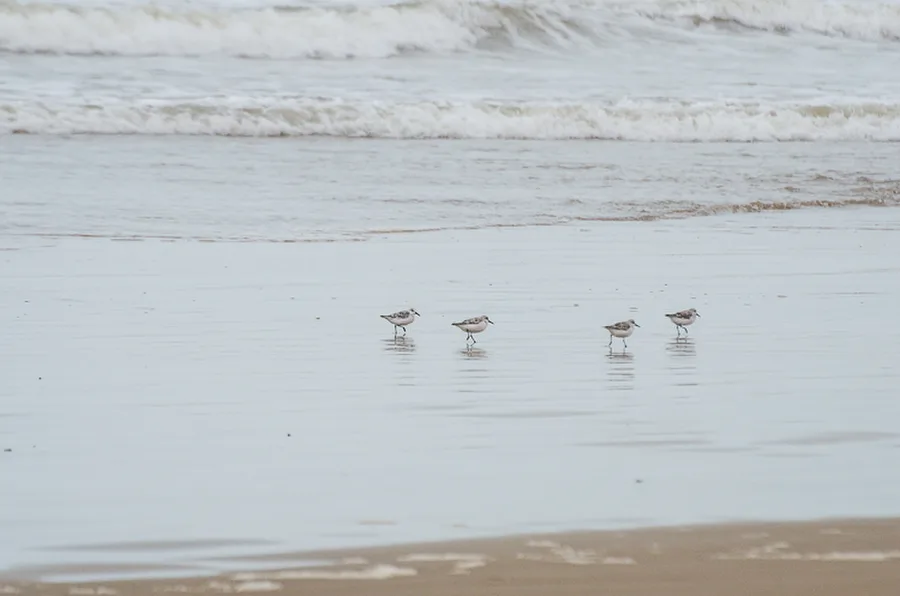 Plage Blanche