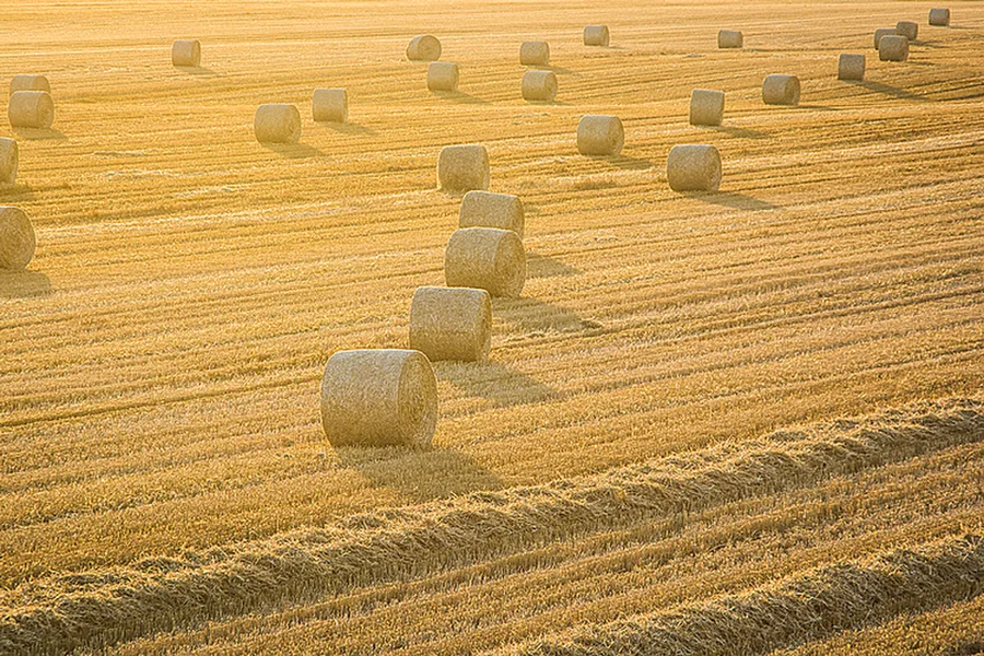 Dobřichovice